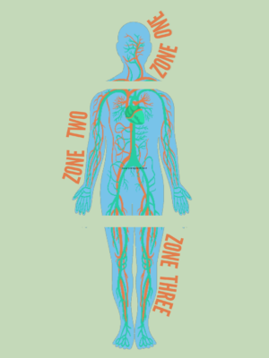 Fascial zones of the body